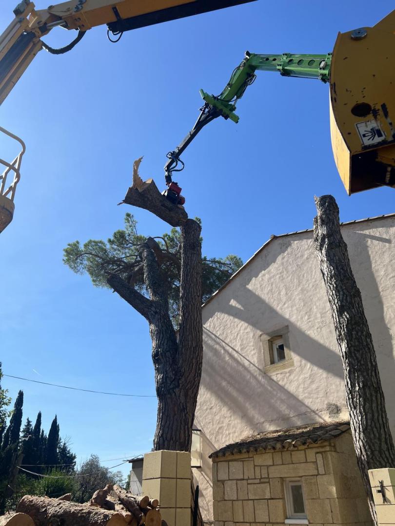 Abattage arbre Montfrin